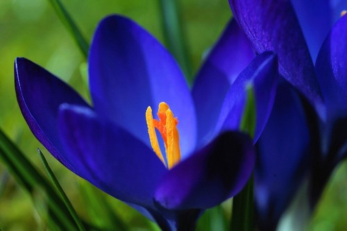 Blumenzwiebeln krokus deep - krokus,